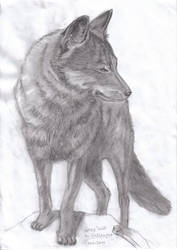 Grey Wolf