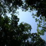Tree Canopy Pic (4)