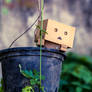 Danbo present