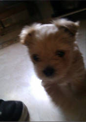 She is NELA, my new dog ^^
