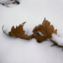 colours in winter - brown