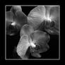 orchid IV