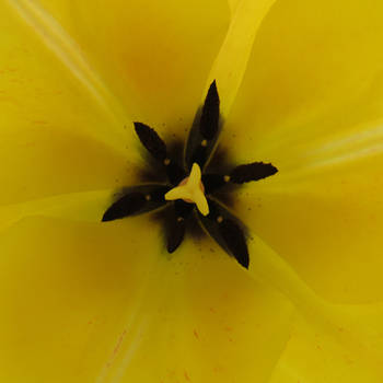 tulip XV by sth22art