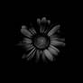 black flower I