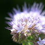 phacelia I