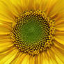 sunflower IV