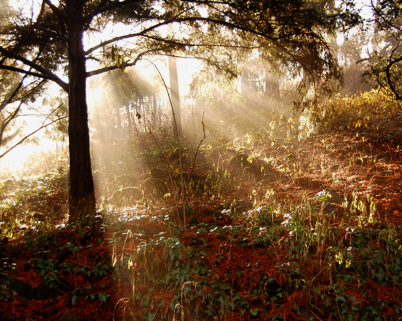 Silent Embracement