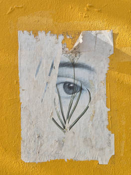 The Look