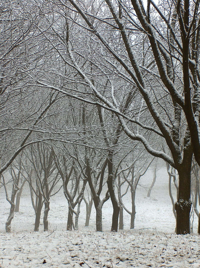 Enchanted Forest