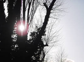 Silhouetted Tree