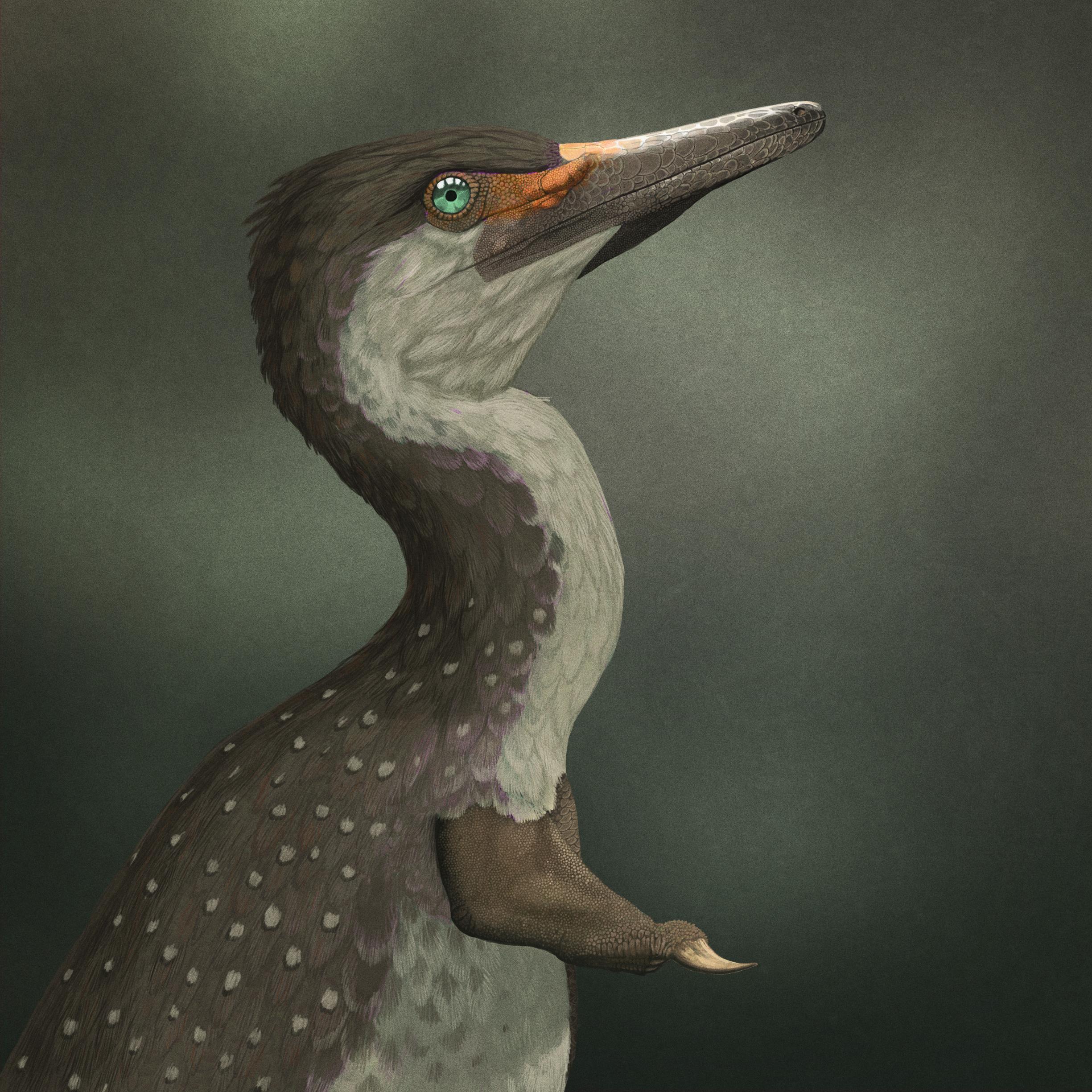 Shuvuuia Deserti By Nyctopterus On DeviantArt shuvuuia-deserti-by-nyctopterus-on-deviantart