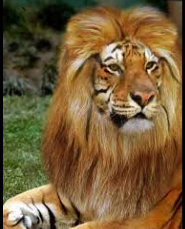 Ligon by MarkKudym on DeviantArt