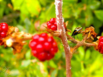 Ladybug on blackberries (SA)