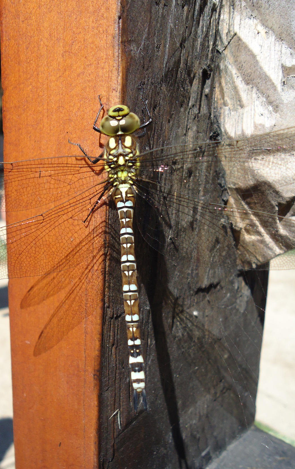 Dragonfly