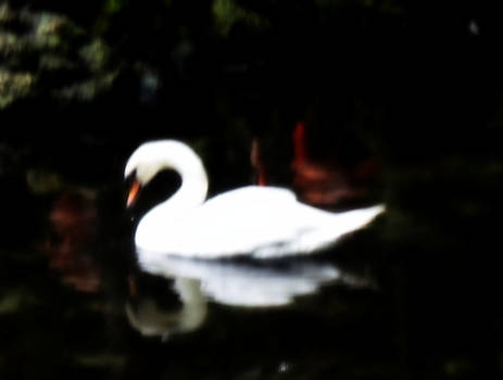 Swan in the Water