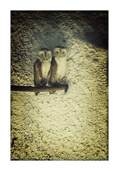 barnowls