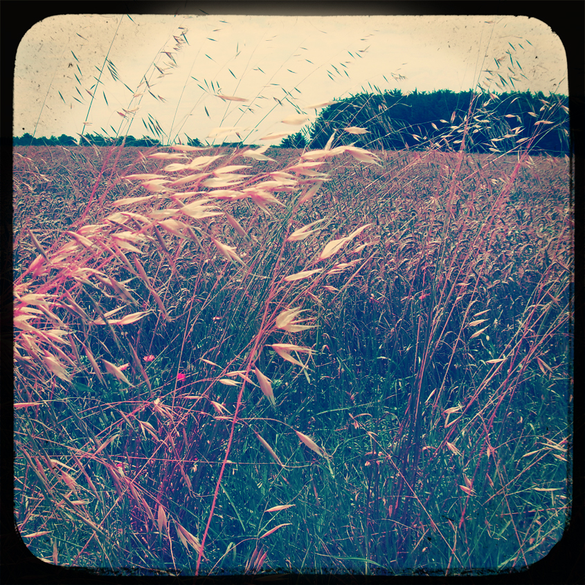 field in bretagne