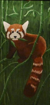 My red panda