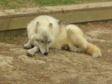 Old Photography Sleepy Wolf