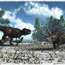 The Old Torosaurus