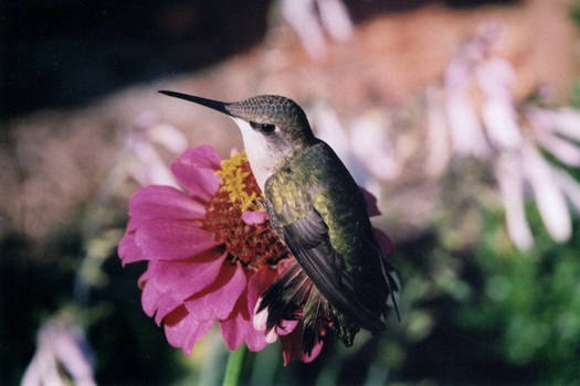 Hummingbird S.I