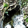 A Shallow Brook