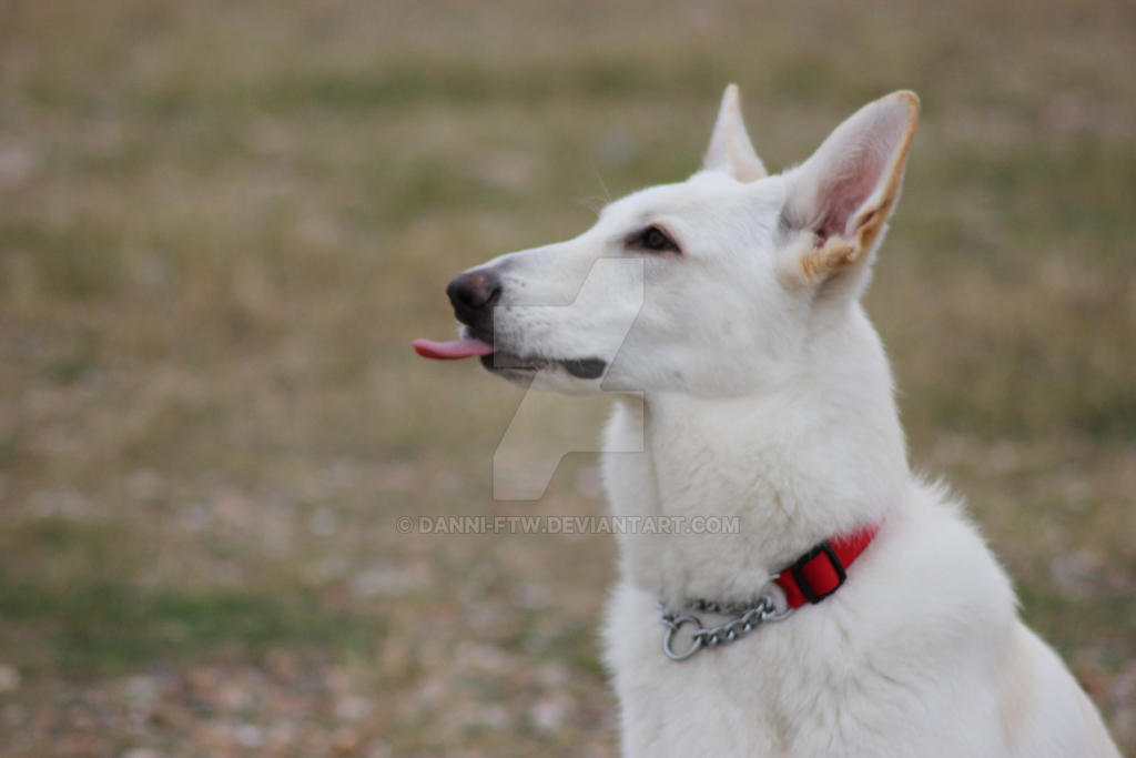 Tongue out again!