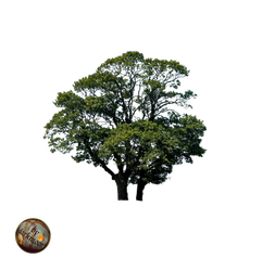 tree PNG