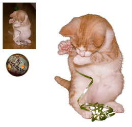 Playing Cat - PNG stock