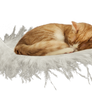 cat on feather - PNG