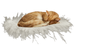 cat on feather - PNG