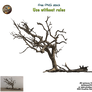 Old tree 01 Png Stock