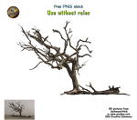 Old tree 01 Png Stock