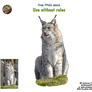 white lynx png stock