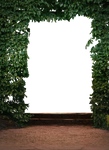 hedge - PNG stock