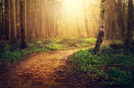 forest path - premade background