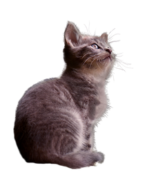 wild kitten cat - PNG -stock