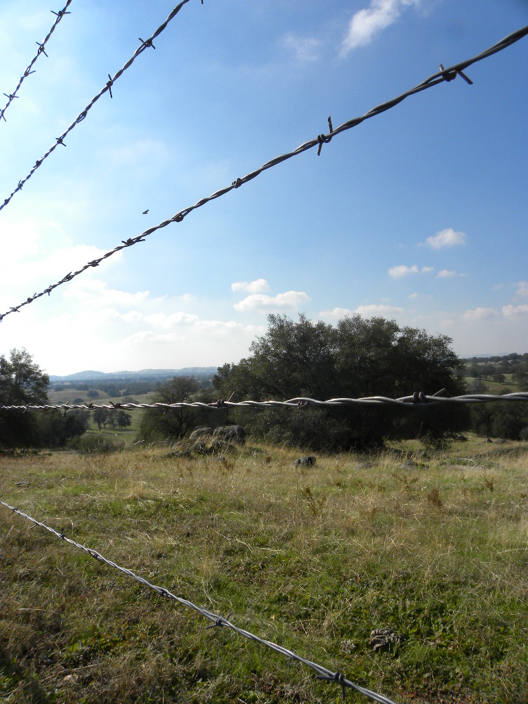 Barbed Wire