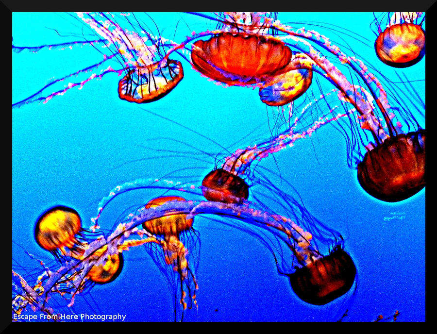 Jellyfish