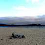 Carmel River Beach