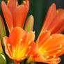 Clivia