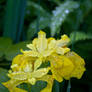 Yellow Iris