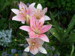 Pink Lilies - 3 by Hermit-stock