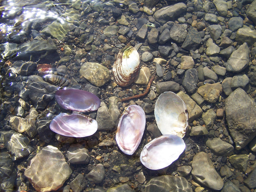 Shells under water 5 by Hermit-stock on DeviantArt