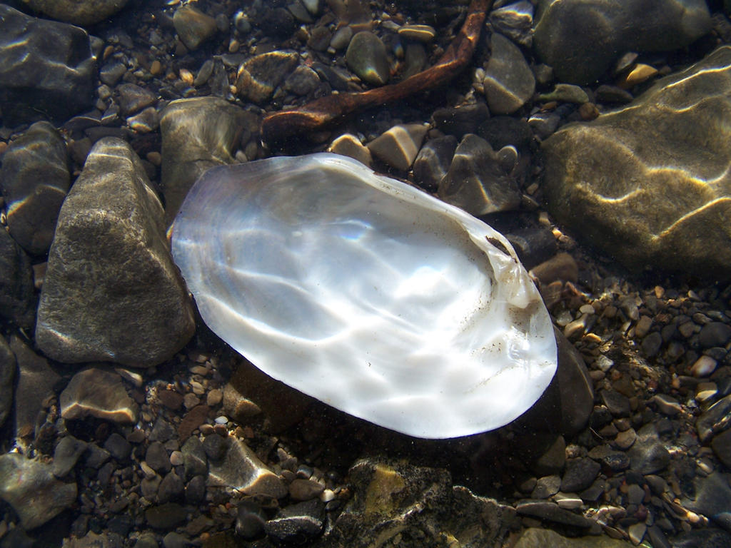 Shells under water 8 by Hermit-stock on DeviantArt