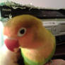 Skittles Being A Cutie (fisher lovebird)