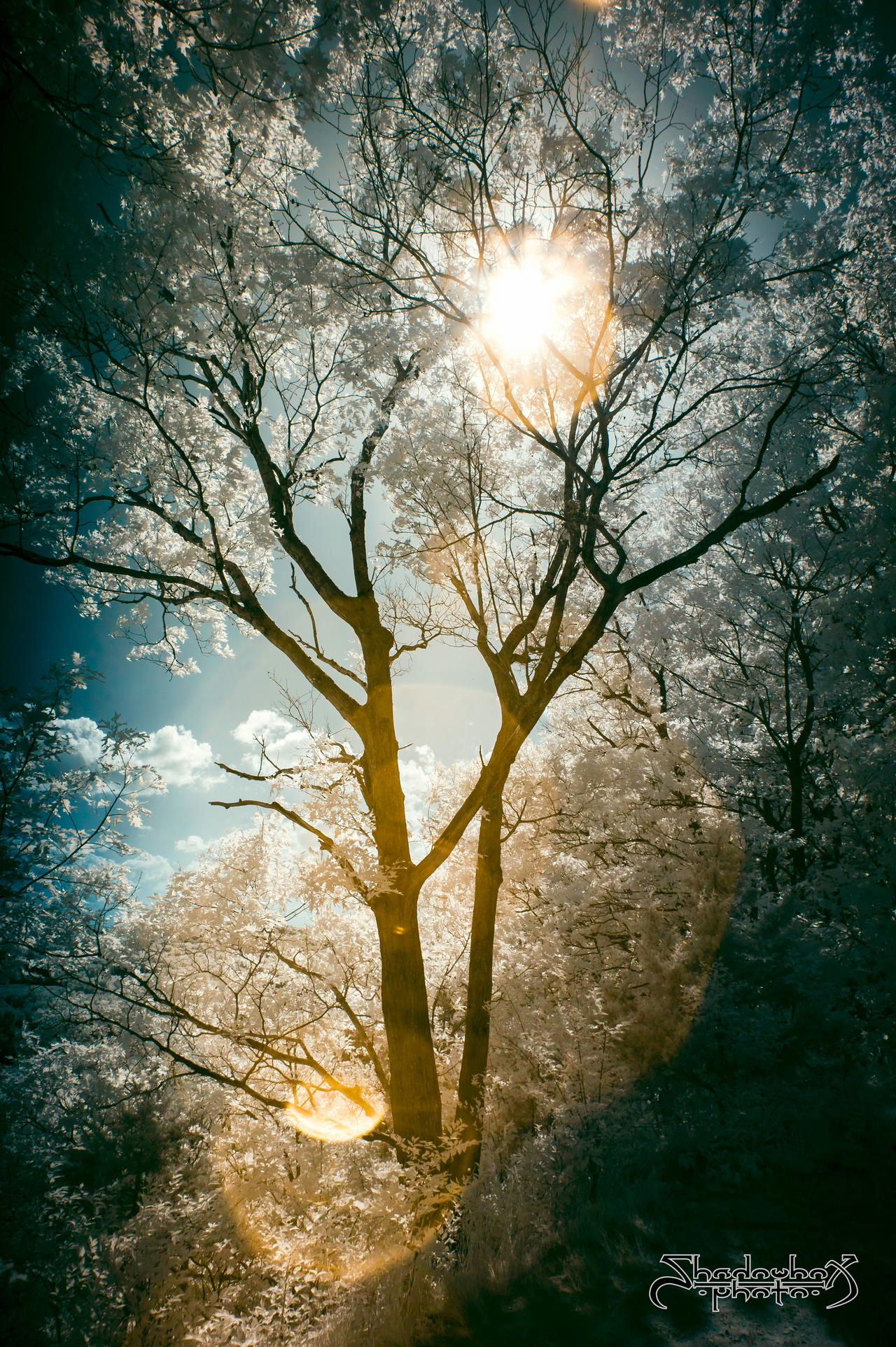 Light and Leaves