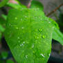 Leaf after rain