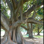 .::+Tree Stock no.12+::.