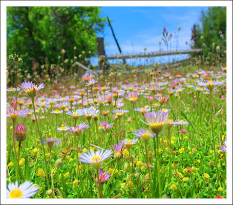 More little white flowers